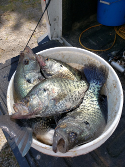 Lake Spavinaw fishing guide pictures with Lake Spavinaw fishing guide Rocky Thomas Jr of Thomas Guide Service.